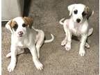Adopt Winnie & Pooh a White - with Brown or Chocolate Great Pyrenees / Mutt /