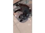 Adopt Galaxy a Black (Mostly) American Shorthair / Mixed (short coat) cat in