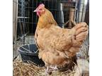 Adopt HENNY PENNY a Chicken