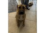 Adopt Daisy a Tan/Yellow/Fawn Black Mouth Cur / Mixed dog in Kissimmee
