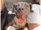 Adopt Delilah a Brindle - with White Mutt / Mixed dog in Indianapolis