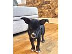 Adopt Freddie a Tricolor (Tan/Brown & Black & White) American Pit Bull Terrier /