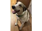 Adopt Dottie a White - with Brown or Chocolate Anatolian Shepherd / Mixed dog in