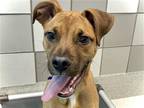 Adopt CEILING a Tan/Yellow/Fawn Pit Bull Terrier / Mixed dog in Denver