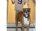 Adopt Leo a Tan/Yellow/Fawn Boxer / Mixed dog in Charlotte, NC (41490112)