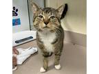 Adopt Galileo a Domestic Shorthair / Mixed cat in Salisbury, MD (41490098)