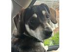 Adopt Venus a Brown/Chocolate - with Black Beagle / Feist / Mixed dog in
