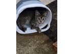 Adopt Tweener a Gray, Blue or Silver Tabby Tabby / Mixed (medium coat) cat in