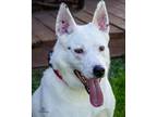 Adopt Spock a White American Eskimo Dog / Australian Kelpie / Mixed dog in