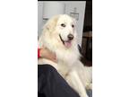 Adopt Pixie a White Great Pyrenees / Mixed dog in Middletown, NY (41489997)
