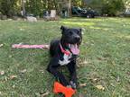 Adopt Luna a Black American Pit Bull Terrier / Australian Cattle Dog / Mixed dog