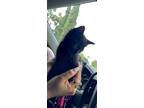 Adopt Shadow a All Black Domestic Shorthair / Mixed (short coat) cat in