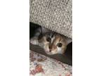 Adopt Leia a Calico or Dilute Calico Calico / Mixed (short coat) cat in Conway