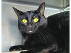 Adopt Doot Doot a All Black Domestic Shorthair / Mixed cat in Millersville