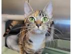 Adopt Dulce De Leche a Domestic Shorthair / Mixed cat in Millersville