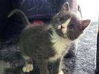 Adopt Eversmann a Gray or Blue (Mostly) Domestic Shorthair / Mixed cat in