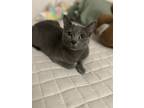 Adopt Stormi a Gray or Blue American Shorthair / Mixed (short coat) cat in