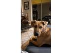 Adopt Scrappy a Brown/Chocolate Boxer / Mixed dog in Haughton, LA (41489923)