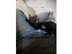 Adopt frank a Black (Mostly) Domestic Shorthair / Mixed (short coat) cat in