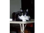 Adopt Sophie a Black & White or Tuxedo Domestic Longhair / Mixed (long coat) cat