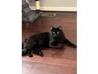Adopt Milo a All Black Domestic Mediumhair / Mixed (medium coat) cat in Laurel