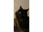 Adopt Puddin' a Black (Mostly) Domestic Mediumhair / Mixed (medium coat) cat in