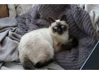 Adopt Stryder a Black & White or Tuxedo Siamese / Mixed (medium coat) cat in