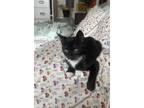Adopt Pepe a Black & White or Tuxedo Domestic Shorthair / Mixed (short coat) cat