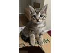 Adopt No Name a Brown Tabby American Shorthair / Mixed (short coat) cat in