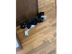 Adopt Tequila a Calico or Dilute Calico Domestic Shorthair / Mixed (short coat)