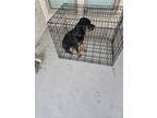 Adopt Achilles a Black Rottweiler / Mixed dog in San Antonio, TX (41489795)