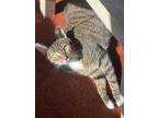 Adopt Daisy a Brown Tabby American Shorthair / Mixed (short coat) cat in Bowie
