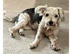 Adopt Mattie a White - with Black Terrier (Unknown Type, Small) / Mixed dog in