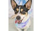 Adopt Heather a Corgi / Jack Russell Terrier / Mixed dog in Kennesaw