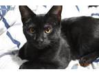 Adopt Lily a All Black American Shorthair / Mixed (short coat) cat in Chapel