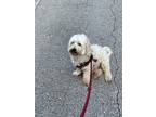Adopt Frosty a White Westie, West Highland White Terrier / Poodle (Miniature) /