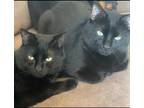 Adopt Spooky & Teriyaki a All Black Bombay / Mixed (short coat) cat in Hamilton
