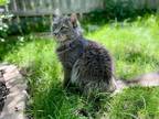 Adopt Estella a Gray or Blue Domestic Longhair / Mixed (long coat) cat in