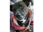 Adopt Lulu a Black Labrador Retriever / Mixed dog in Maineville, OH (41489684)