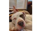 Adopt Yoshimi a White - with Brown or Chocolate Staffordshire Bull Terrier /