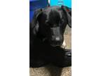 Adopt Missy a Black - with White Collie / Pointer / Mixed dog in Kansas City
