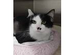 Adopt PEACHES a Domestic Mediumhair / Mixed (short coat) cat in Sandusky