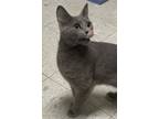Adopt CHATTY CATTY a Domestic Shorthair / Mixed (short coat) cat in Sandusky