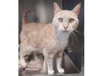 Adopt DOUG a Domestic Shorthair / Mixed (short coat) cat in Sandusky