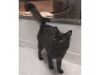 Adopt ARAGOG a Domestic Mediumhair / Mixed (medium coat) cat in Sandusky