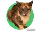 Adopt Natalie a Domestic Shorthair / Mixed (short coat) cat in Morgantown