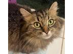 Adopt Georgia a Domestic Longhair / Mixed (long coat) cat in Buford
