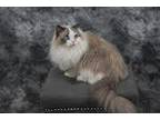 Adopt Autumn a Gray or Blue Ragdoll / Mixed (long coat) cat in Woodbridge
