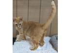 Adopt Dexter a Domestic Shorthair / Mixed (short coat) cat in Ocala