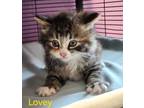Adopt Lovey a Domestic Longhair / Mixed (short coat) cat in Cambridge